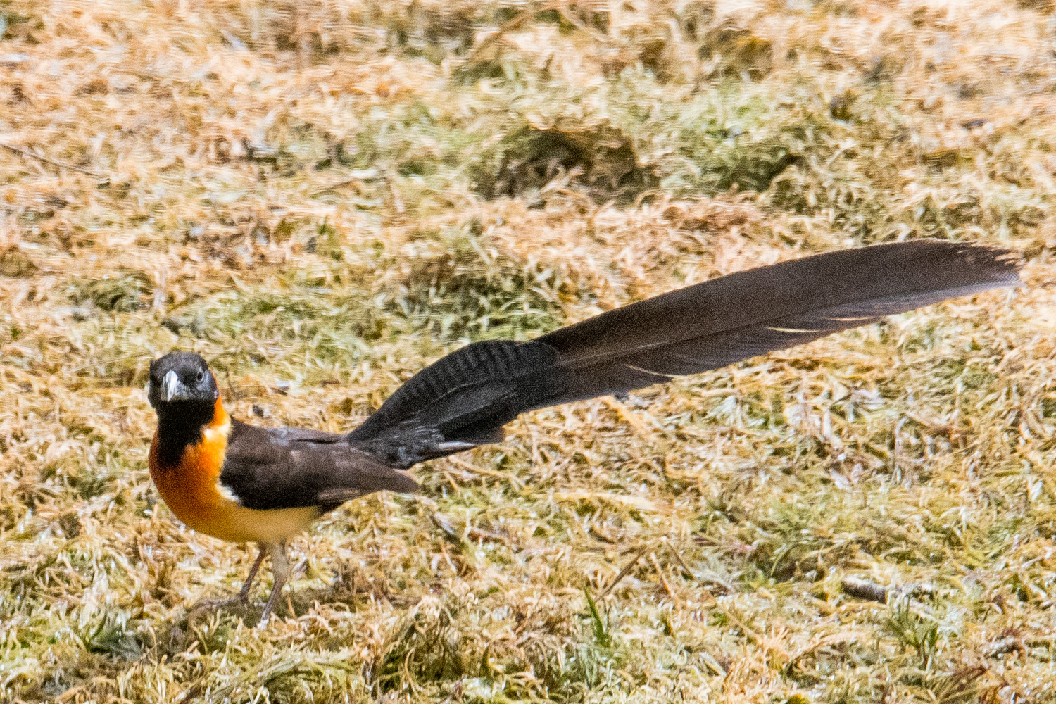 Veuve à collier d'or (Sahel Paradise Whydah, Vidua Orientalis), mâle en plumage nuptial. Réserve Naturelle de Popenguine.